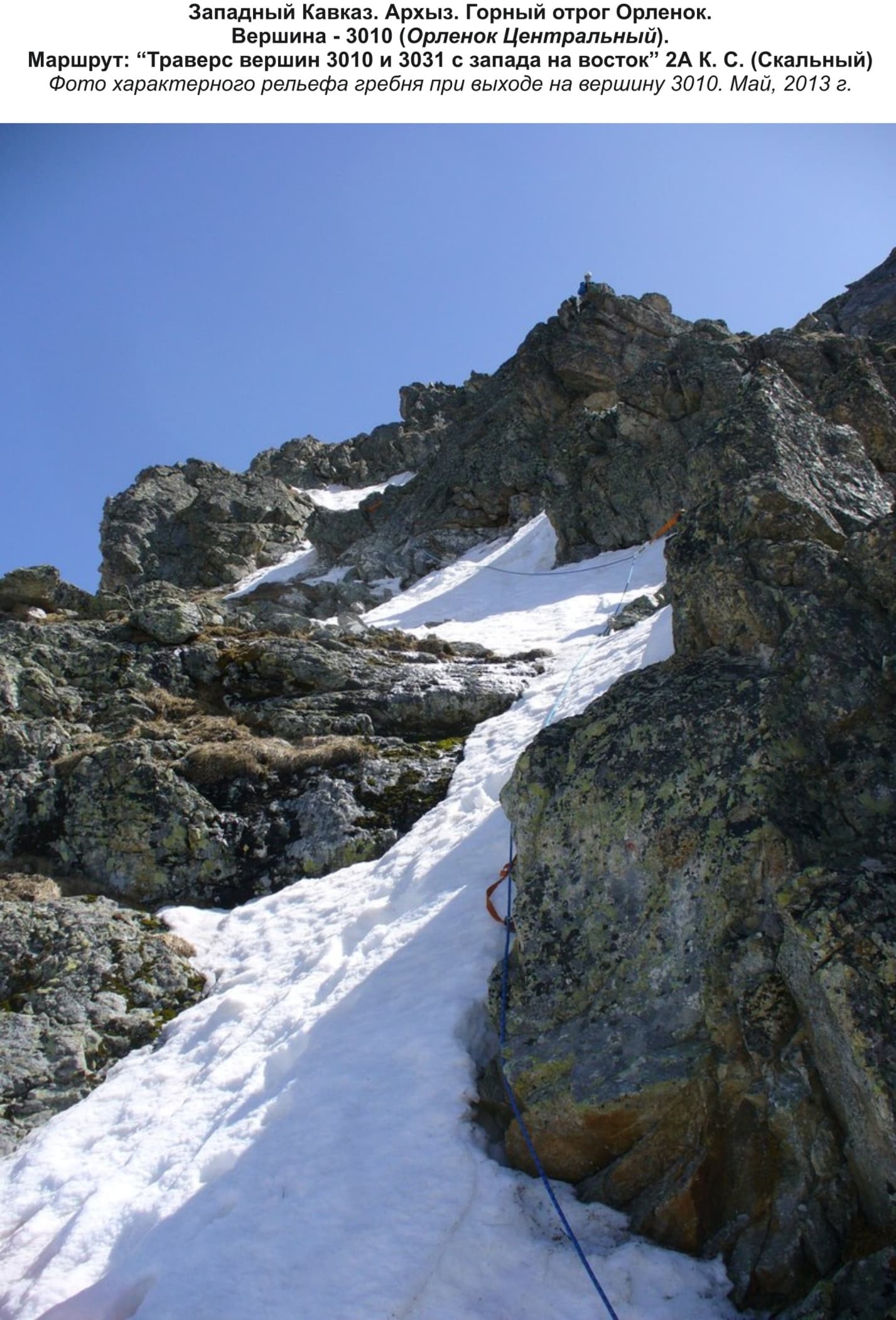 Фото характерного гребня